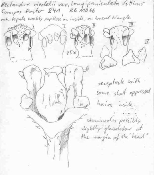 Vorschaubild Nectandra riedelii var. longipaniculata Vattimo-Gil